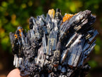 Natural Multi Terminated Splayed Black Schorl Tourmaline Floater Specimen x 1 From Erongo, Namibia
