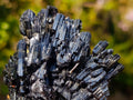 Natural Multi Terminated Splayed Black Schorl Tourmaline Floater Specimen x 1 From Erongo, Namibia