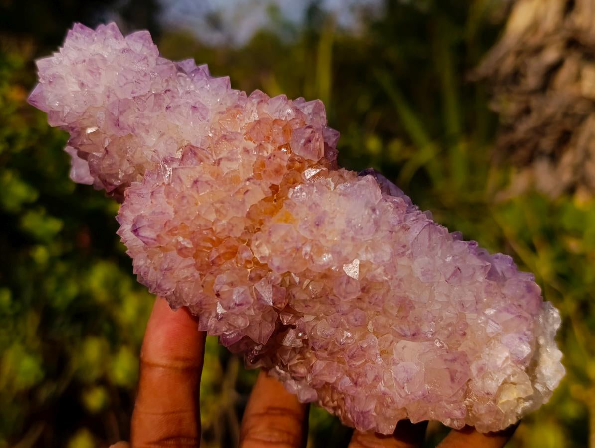 Natural Large Spirit Ametrine Cactus Flower Crystal Cluster x 1 From Boekenhouthoek, South Africa