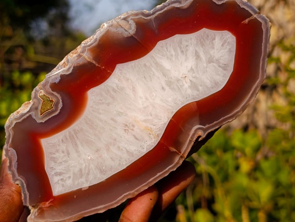 Polished One Side Ringed Shashe River Agate Nodule Slice x 1 From Shashe River, Zimbabwe