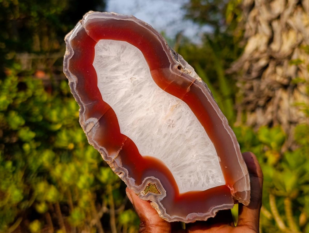 Polished One Side Ringed Shashe River Agate Nodule Slice x 1 From Shashe River, Zimbabwe