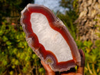 Polished One Side Ringed Shashe River Agate Nodule Slice x 1 From Shashe River, Zimbabwe