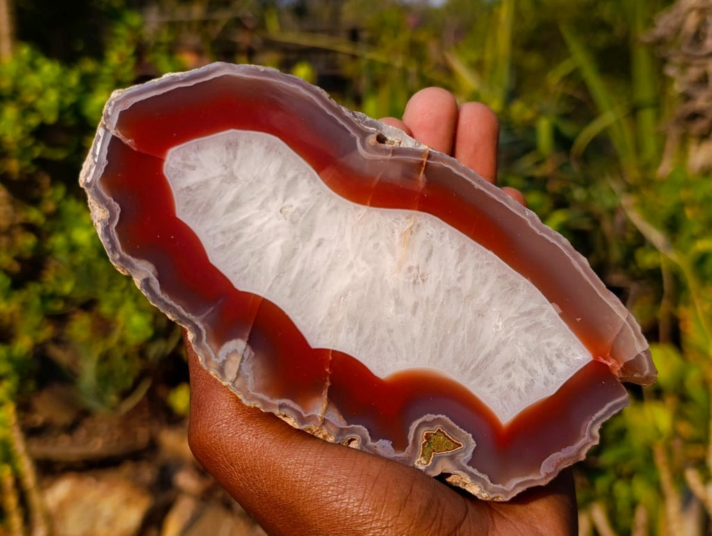 Polished One Side Ringed Shashe River Agate Nodule Slice x 1 From Shashe River, Zimbabwe