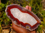 Polished One Side Ringed Shashe River Agate Nodule Slice x 1 From Shashe River, Zimbabwe