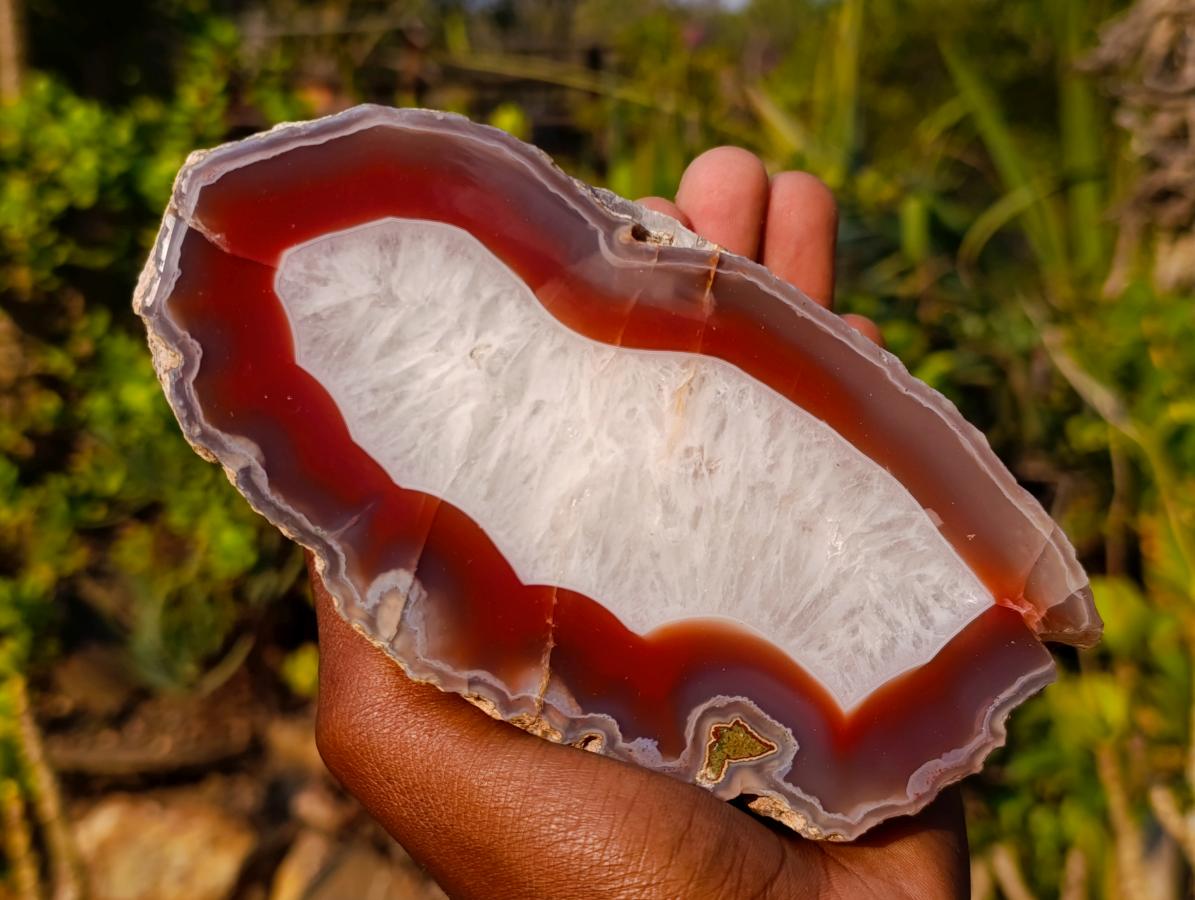 Polished One Side Ringed Shashe River Agate Nodule Slice x 1 From Shashe River, Zimbabwe
