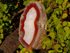 Polished One Side Ringed Shashe River Agate Nodule Slice x 1 From Shashe River, Zimbabwe
