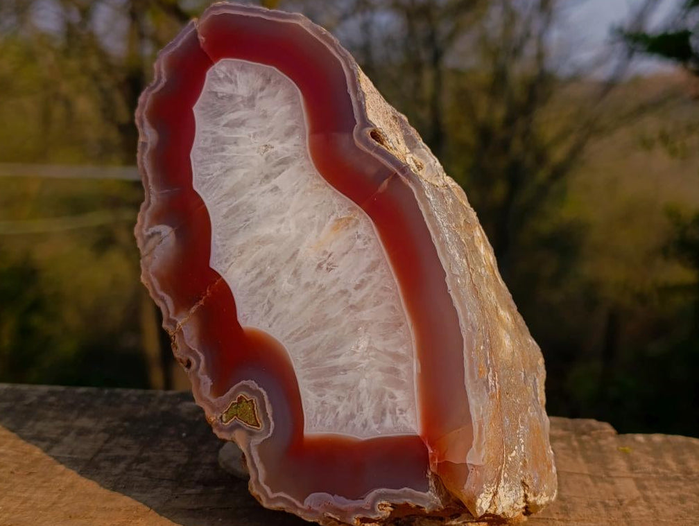 Polished One Side Ringed Shashe River Agate Nodule Slice x 1 From Shashe River, Zimbabwe