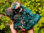 Natural Classic Standing Dioptase Specimen on a Dolomite Matrix x 1 From Mashamba East Mine, Congo