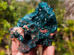 Natural Classic Standing Dioptase Specimen on a Dolomite Matrix x 1 From Mashamba East Mine, Congo