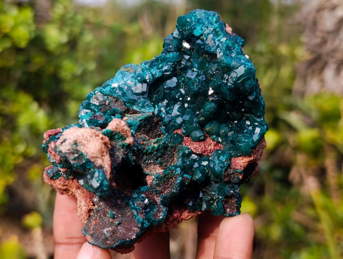 Natural Classic Standing Dioptase Specimen on a Dolomite Matrix x 1 From Mashamba East Mine, Congo