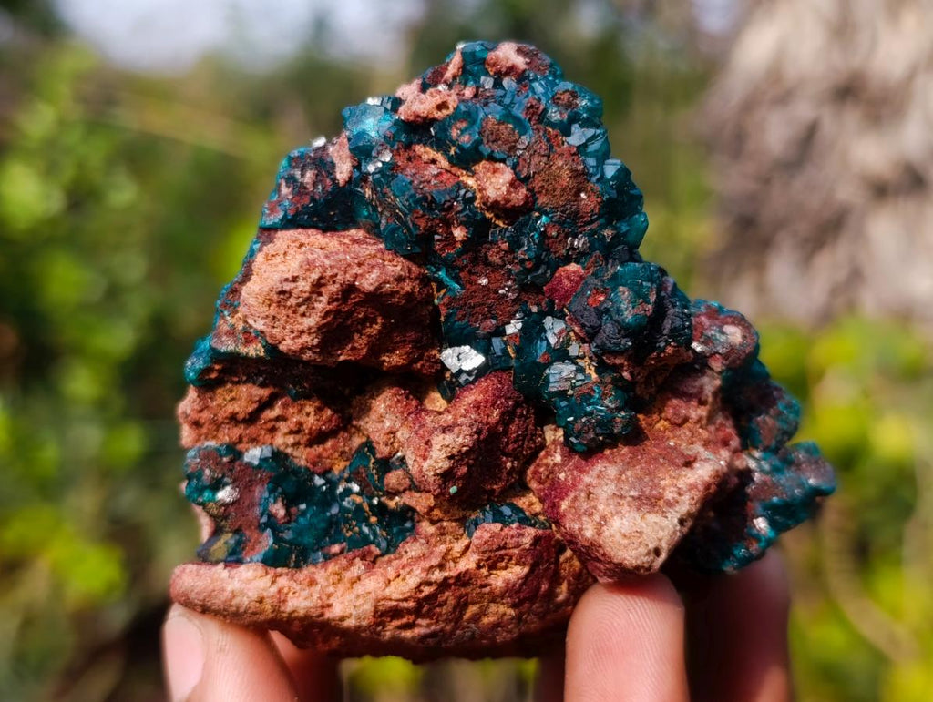 Natural Classic Standing Dioptase Specimen on a Dolomite Matrix x 1 From Mashamba East Mine, Congo