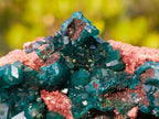 Natural Classic Standing Dioptase Specimen on a Dolomite Matrix x 1 From Mashamba East Mine, Congo