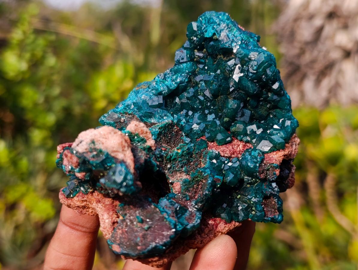 Natural Classic Standing Dioptase Specimen on a Dolomite Matrix x 1 From Mashamba East Mine, Congo