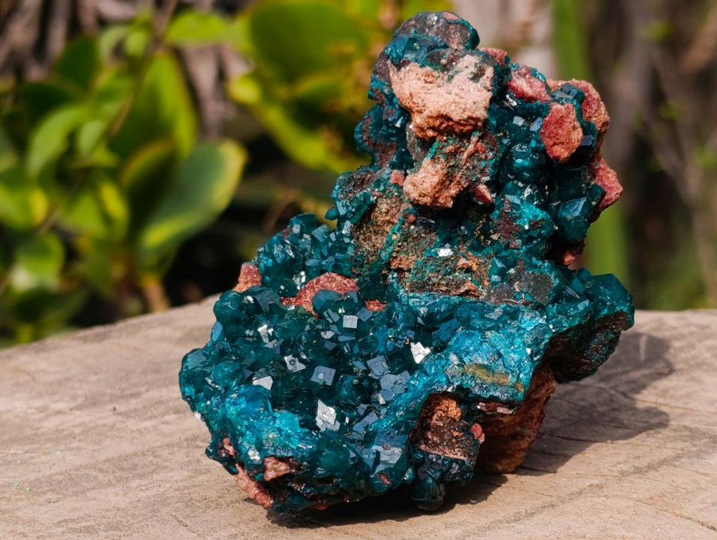 Natural Classic Standing Dioptase Specimen on a Dolomite Matrix x 1 From Mashamba East Mine, Congo