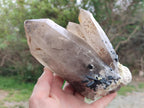 Natural Large Erongo Smokey Quartz Crystal Cluster x 1 From Erongo Mountain, Namibia