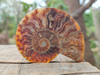Natural Mixed Set of 6 African Mineral Specimens in a Wooden Display Box x 1 From Southern Africa