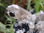 Natural Erongo Schorl Black Tourmaline and Smoky Quartz Specimen x 1 From Erongo Mountain, Namibia