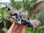 Natural Erongo Schorl Black Tourmaline and Smoky Quartz Specimen x 1 From Erongo Mountain, Namibia