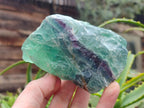 Polished and Natural Pair of Watermelon Fluorite Specimens x 1 From Uis, Namibia