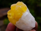 Natural Mixed Set of 20 African Mineral Specimens in a Wooden Display Box x 1 From Southern Africa