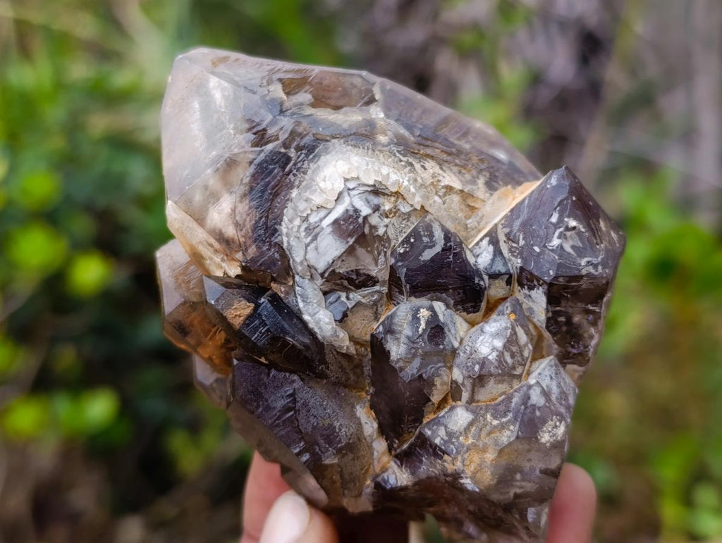 Natural Etched Brandberg Window Smokey Quartz Crystal x 1 From Brandberg, Namibia