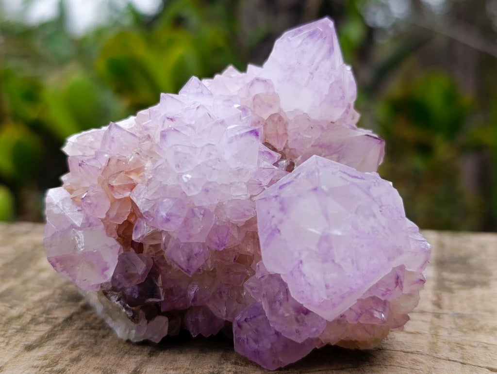Natural Cactus Flower Spirit Amethyst Cluster x 1 From Boekenhouthoek, South Africa