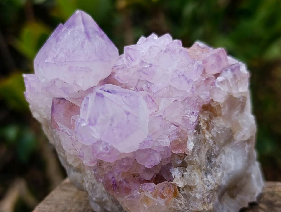 Natural Cactus Flower Spirit Amethyst Cluster x 1 From Boekenhouthoek, South Africa