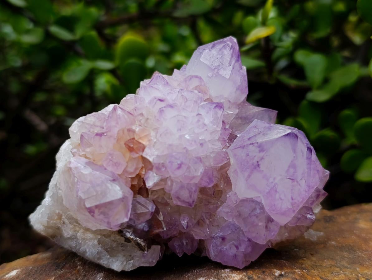 Natural Cactus Flower Spirit Amethyst Cluster x 1 From Boekenhouthoek, South Africa