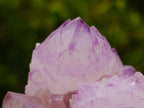Natural Cactus Flower Spirit Amethyst Cluster x 1 From Boekenhouthoek, South Africa