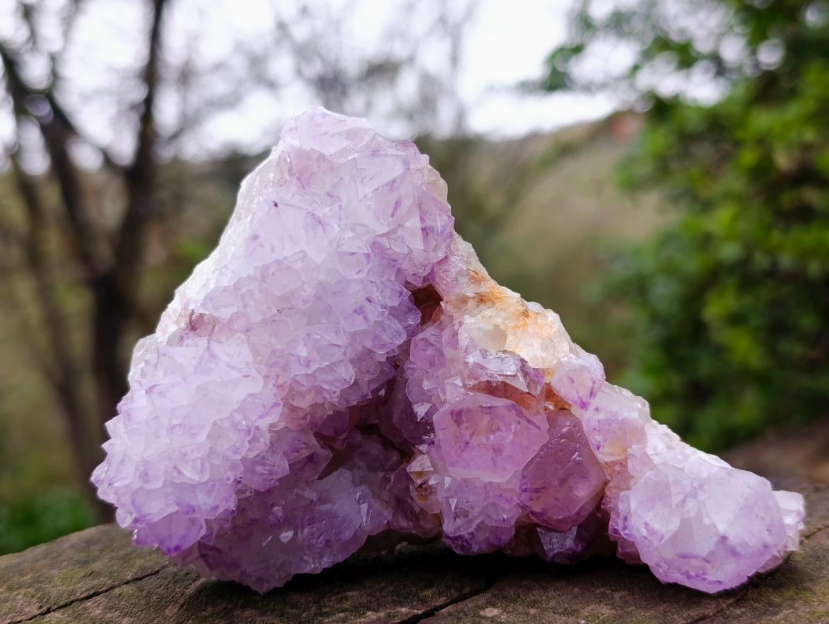 Natural Sunburst Cactus Flower Spirit Amethyst Crystal Cluster x 1 From Boekenhouthoek, South Africa