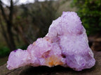Natural Sunburst Cactus Flower Spirit Amethyst Crystal Cluster x 1 From Boekenhouthoek, South Africa