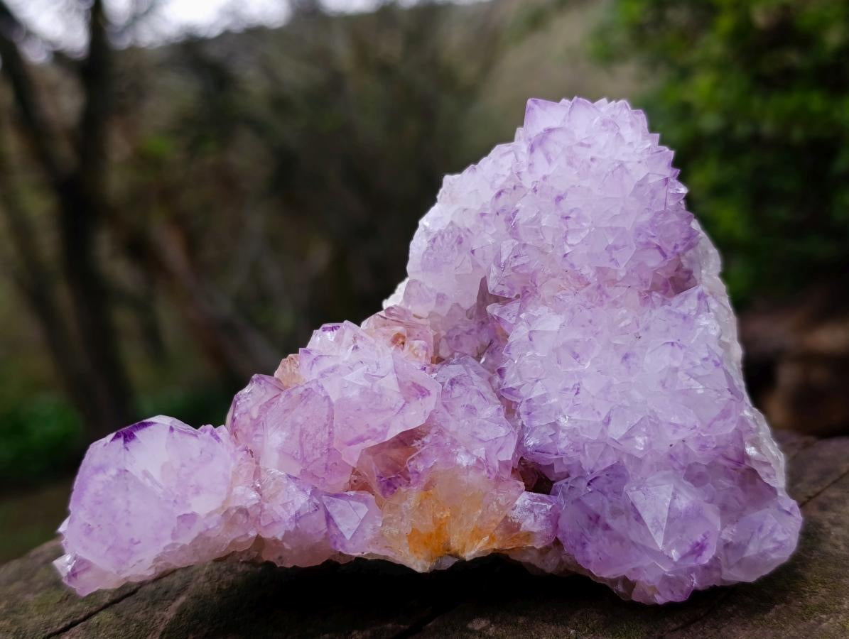 Natural Sunburst Cactus Flower Spirit Amethyst Crystal Cluster x 1 From Boekenhouthoek, South Africa