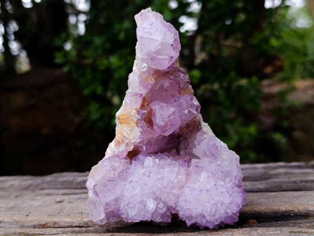 Natural Sunburst Cactus Flower Spirit Amethyst Crystal Cluster x 1 From Boekenhouthoek, South Africa