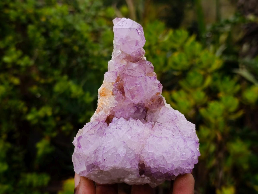 Natural Sunburst Cactus Flower Spirit Amethyst Crystal Cluster x 1 From Boekenhouthoek, South Africa