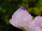 Natural Sunburst Cactus Flower Spirit Amethyst Crystal Cluster x 1 From Boekenhouthoek, South Africa