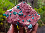 Natural Double Terminated Emerald Green Dioptase Crystals on Copper Dolomite Matrix x 1 From Mashamba East Mine, Congo