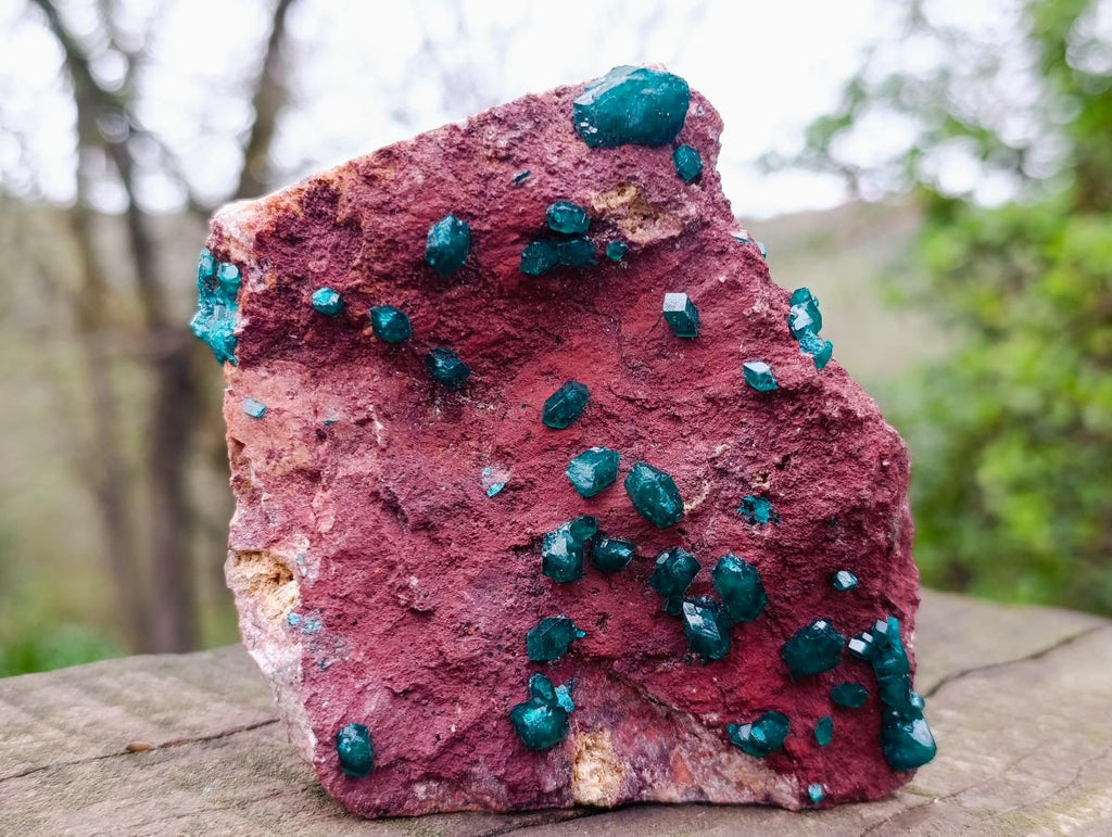 Natural Double Terminated Emerald Green Dioptase Crystals on Copper Dolomite Matrix x 1 From Mashamba East Mine, Congo