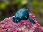Natural Double Terminated Emerald Green Dioptase Crystals on Copper Dolomite Matrix x 1 From Mashamba East Mine, Congo