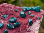Natural Double Terminated Emerald Green Dioptase Crystals on Copper Dolomite Matrix x 1 From Mashamba East Mine, Congo