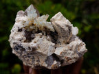 Natural Goshenite Aquamarine Cluster on a Smokey Quartz and Feldspar Matrix x 1 From Erongo, Namibia