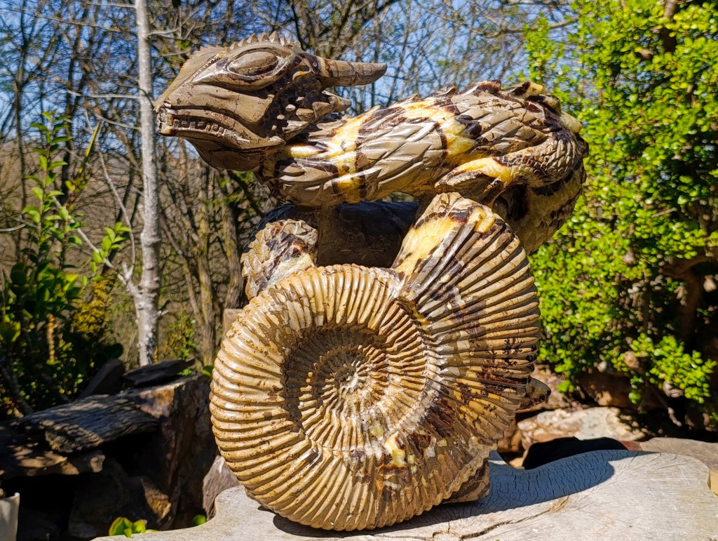 Hand Made XXL Septerye Dragon with Ammonite Sculpture x 1 From Mahajanga, Madagascar