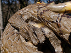 Hand Made XXL Septerye Dragon with Ammonite Sculpture x 1 From Mahajanga, Madagascar