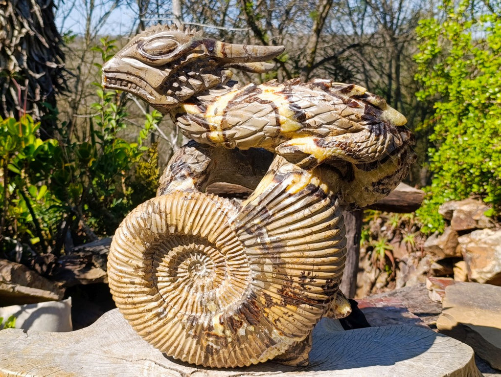 Hand Made XXL Septerye Dragon with Ammonite Sculpture x 1 From Mahajanga, Madagascar