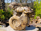 Hand Made XXL Septerye Dragon with Ammonite Sculpture x 1 From Mahajanga, Madagascar