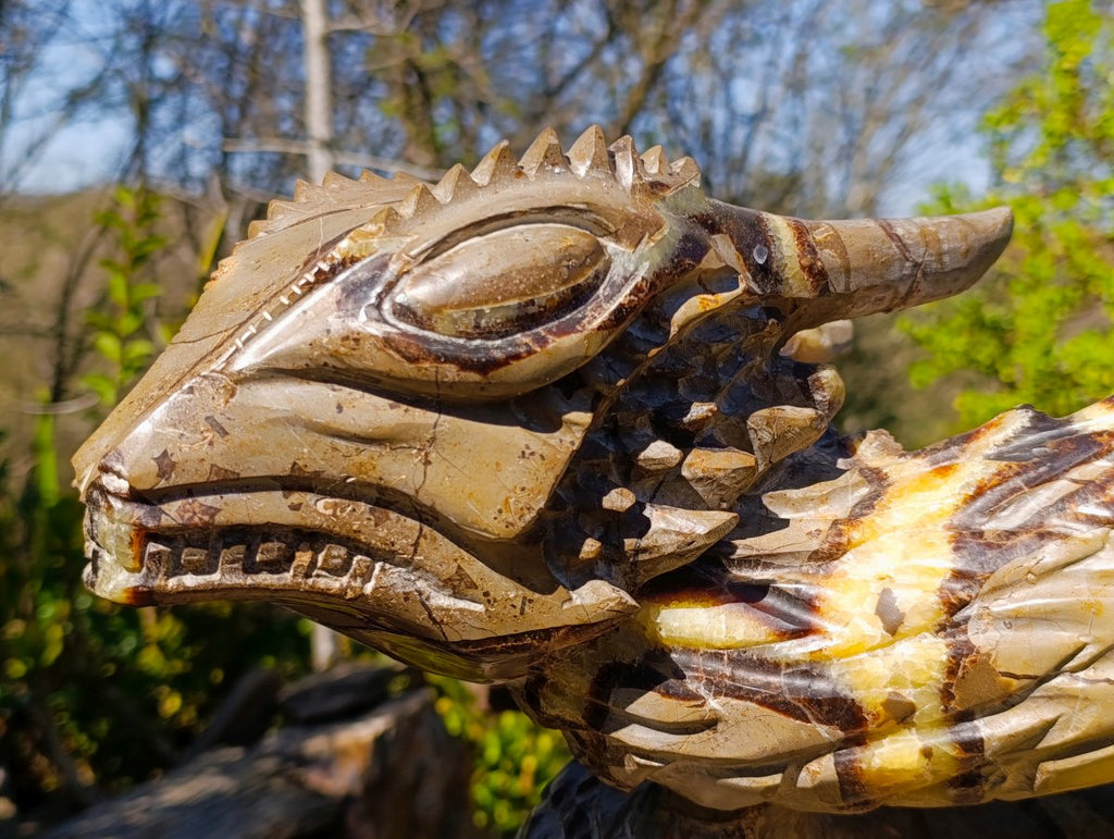 Hand Made XXL Septerye Dragon with Ammonite Sculpture x 1 From Mahajanga, Madagascar