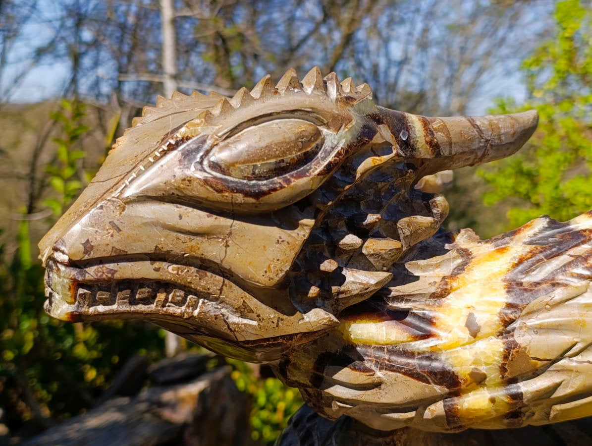 Hand Made XXL Septerye Dragon with Ammonite Sculpture x 1 From Mahajanga, Madagascar