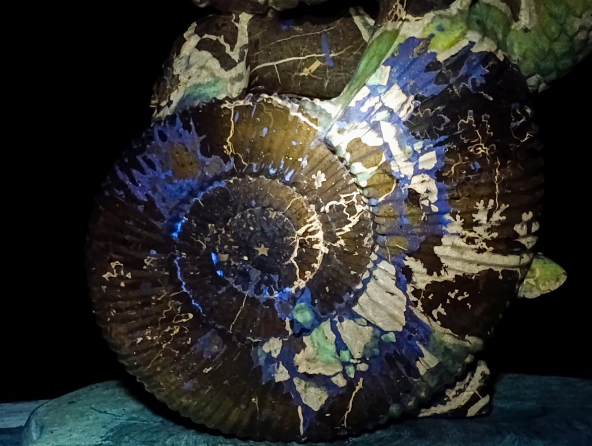 Hand Made XXL Septerye Dragon with Ammonite Sculpture x 1 From Mahajanga, Madagascar