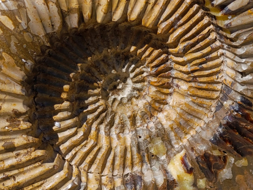 Hand Made XXL Septerye Dragon with Ammonite Sculpture x 1 From Mahajanga, Madagascar