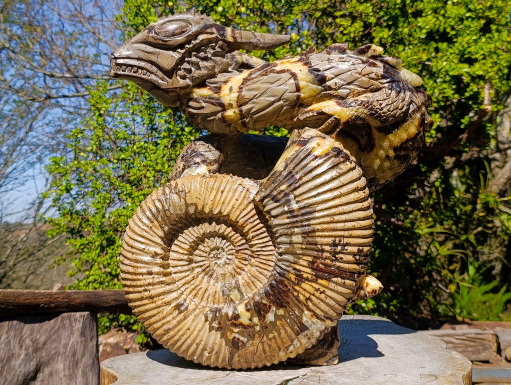 Hand Made XXL Septerye Dragon with Ammonite Sculpture x 1 From Mahajanga, Madagascar