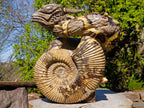Hand Made XXL Septerye Dragon with Ammonite Sculpture x 1 From Mahajanga, Madagascar
